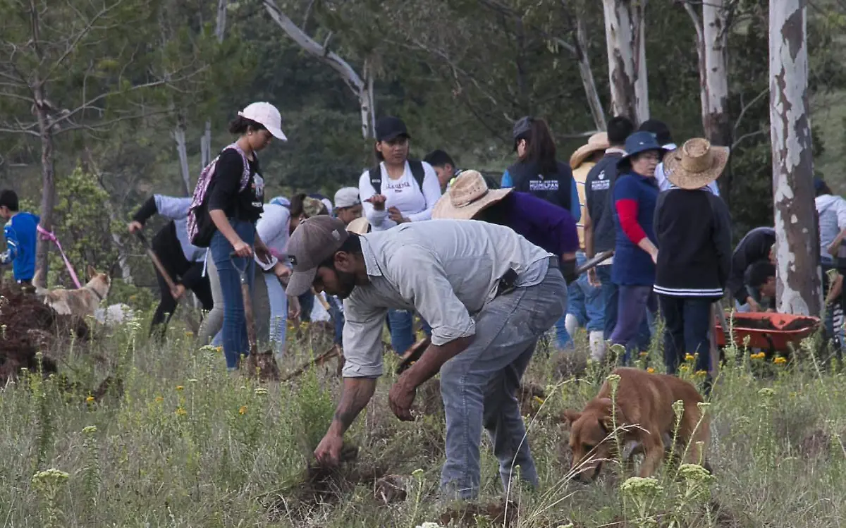 Acciones de reforestación (1)